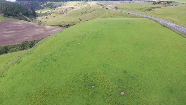 (5/6)一群羊在绿色农场吃草，49号州公路，新西兰视频下载