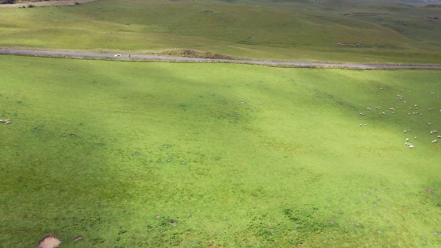 (3/6)一群绵羊在绿色农场吃草，49国道，奥哈昆，新西兰视频下载