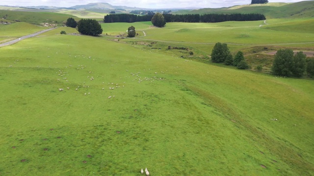 (1 /6)新西兰奥哈昆49号国道绿色农场，一群羊在吃草视频下载