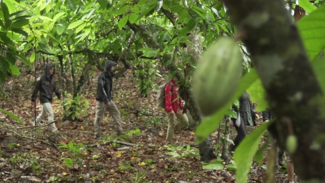 一群探险者在巴西雨林中行走视频下载