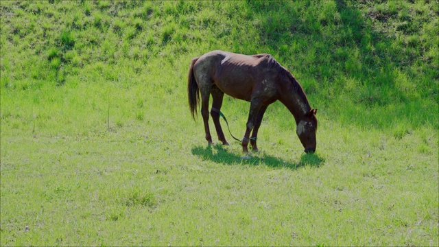 一匹马在草地上吃草视频素材