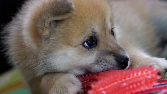 一只小狗在玩一个咀嚼玩具视频素材