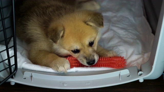 小狗在狗窝里玩玩具视频素材