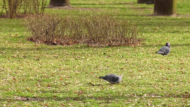 两只鸽子在公园的田野里。2只灰色的鸽子坐在绿色的草叶上。两只鸽子在外面的绿草地上，吃着它们的饭，鸽子吃着饼干视频下载