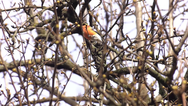在一个寒冷的冬天早晨，一只雄性红腹灰雀(红腹灰雀)在一根被霜覆盖的树枝上。欧亚红腹灰雀坐在树枝上。雄性鸣禽在自然栖息地。大自然的野生动物景象。视频下载