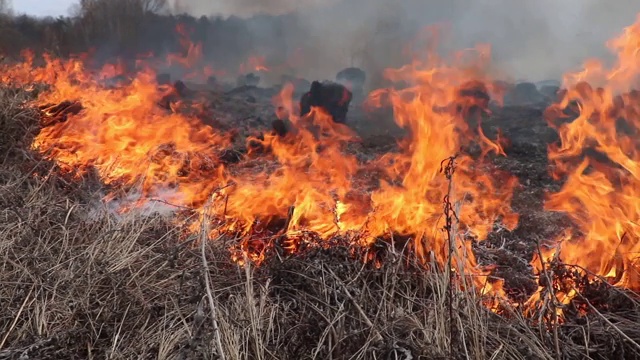 火在一片干燥的草地上。平原林区发生森林火灾。春天森林火灾，枯草和枯树在冒烟、起火视频下载