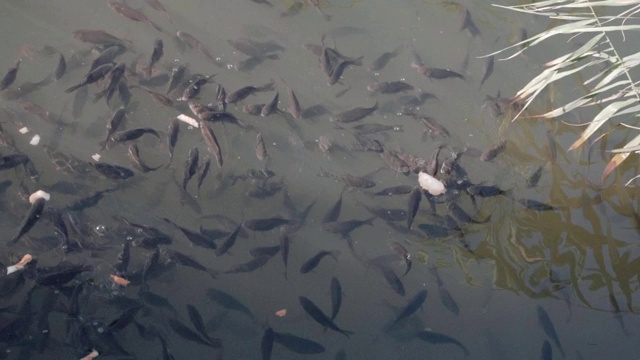 鱼在池塘里游泳，晒太阳，吃面包的慢镜头视频下载