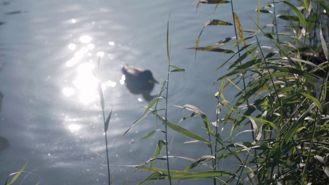 漂亮的鸭子在池塘里游泳，晒太阳视频下载