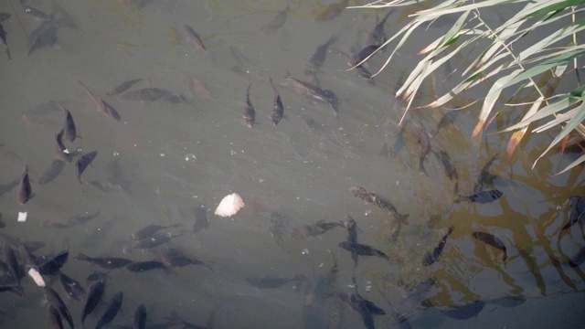池塘里的鱼，晒着太阳，吃着面包的慢镜头视频下载