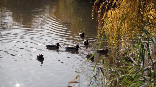 美丽的鸭子在池塘里游泳，晒太阳视频下载