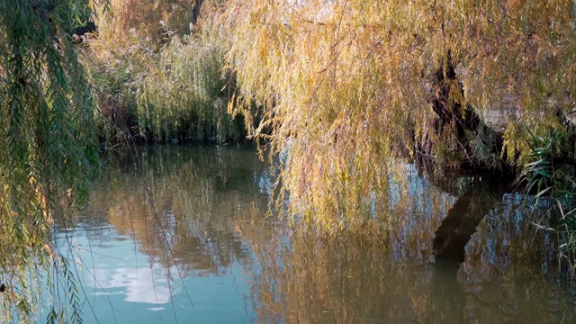 水面上的柳树和水面上美丽的天空的倒影视频下载