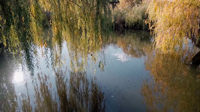池塘上的柳树和天空和太阳的倒影。水下有很多鱼。视频下载