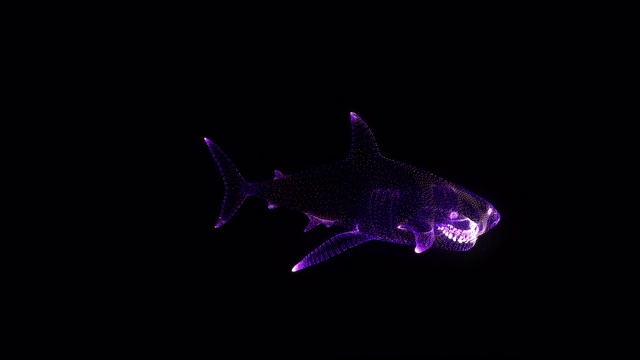 鲨鱼RGB全息线框。漂亮的3D动画在一个黑色的背景无缝循环的未来项目视频下载