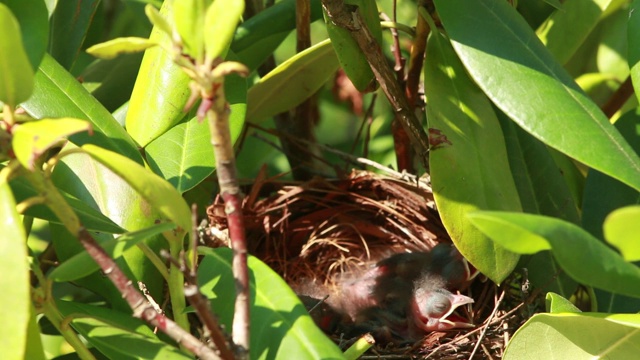 天老红雀雏鸟在阳光下的鸟窝里视频素材
