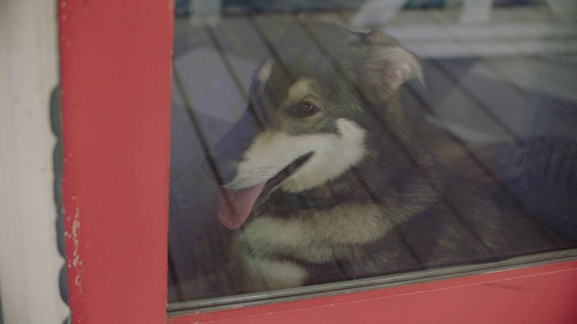 狗从前门的窗户往外看。视频素材