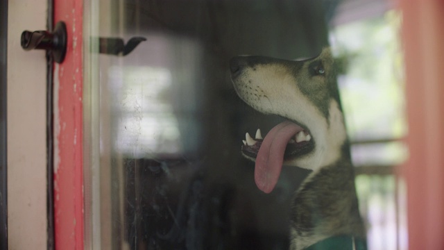 SLO MO，一只狗从前门向外看。视频素材