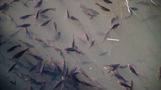 许多鱼在池塘里游泳，吃食物视频下载