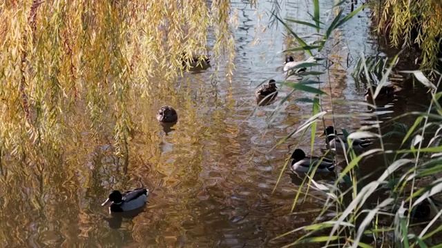 美丽的鸭子在柳树下的池塘里游泳视频下载