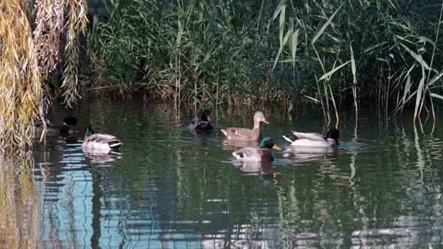 美丽的鸭子游泳在一个池塘下的柳树特写视频下载