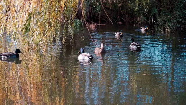 漂亮的鸭子在柳树下的湖里游泳视频下载