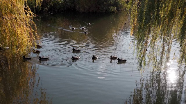 许多鸭子在柳树下的池塘里游泳视频下载