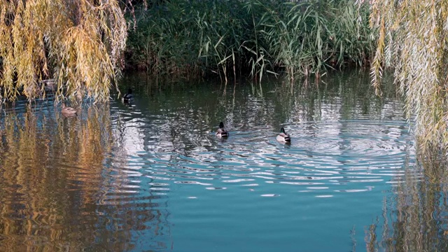 美丽的鸭子在柳树下的河里游泳视频下载