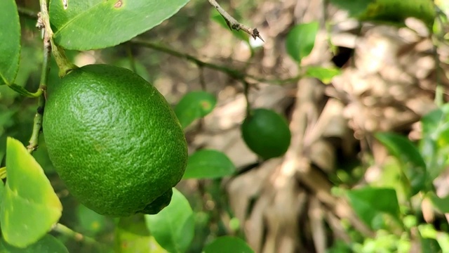绿色未成熟的柠檬。视频素材