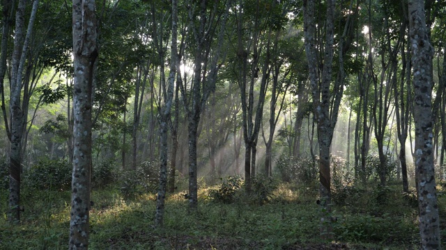 森林在清晨的阳光下视频素材