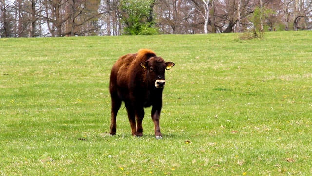 在草地上行走的美洲野牛视频素材
