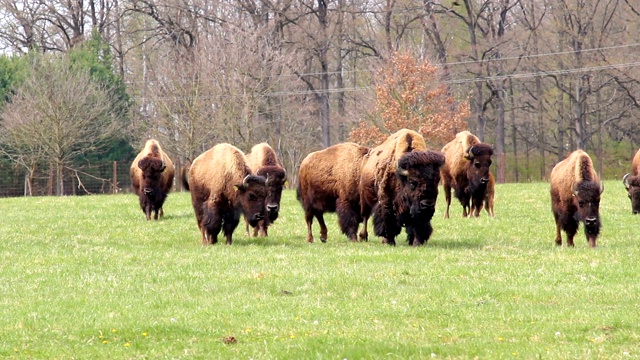在草地上行走的美洲野牛群视频素材