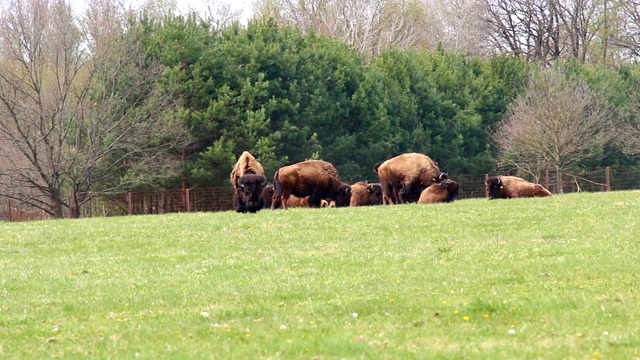 美洲野牛在草地上，摇摄向右视频素材