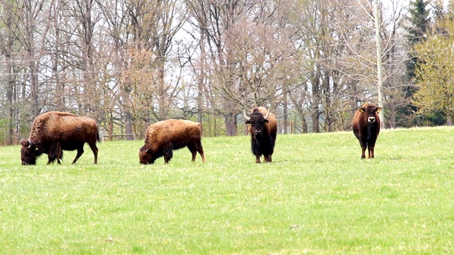 放牧草地上的四头美洲野牛视频素材