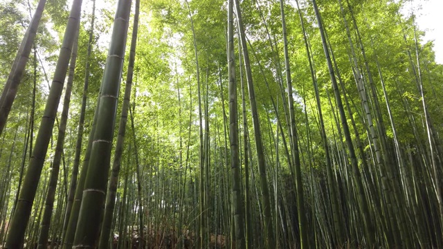 风吹过日本京都岚山的竹林视频素材