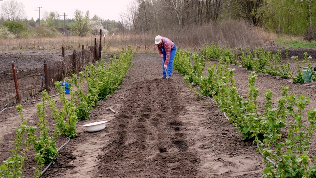 农民在格子衬衫和花园工作服，挖洞与腺为种植种子在地上。春天阳光明媚的日子。生态农场。家庭园艺。农业设备视频素材