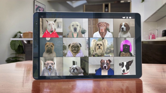 视频应用会议电话- 12只狗赶上-循环视频视频素材