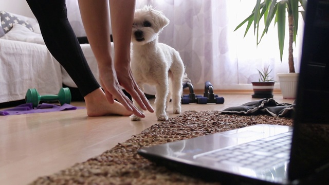 在家和她的狗狗一起在笔记本电脑上伸展和观看在线训练视频素材