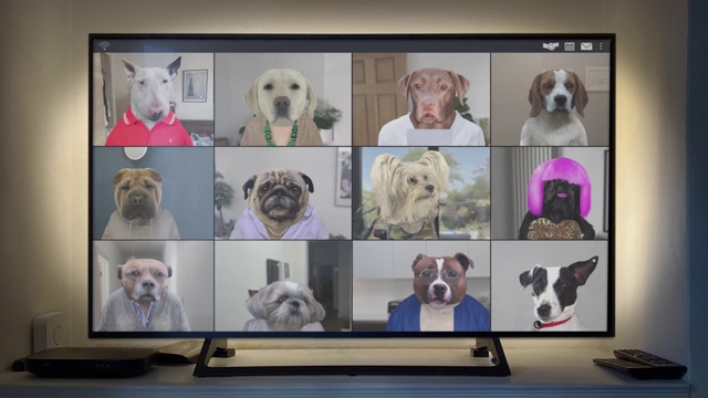 视频应用会议电话- 12只狗赶上大屏幕-循环视频视频下载