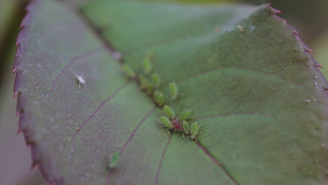昆虫在叶子视频下载