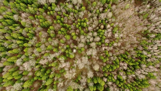 在春天的森林里，飞过树冠。美丽明亮的自然景观全景无人机视频素材