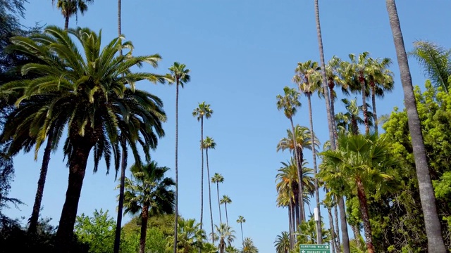 比弗利山的棕榈树-旅游摄影视频素材
