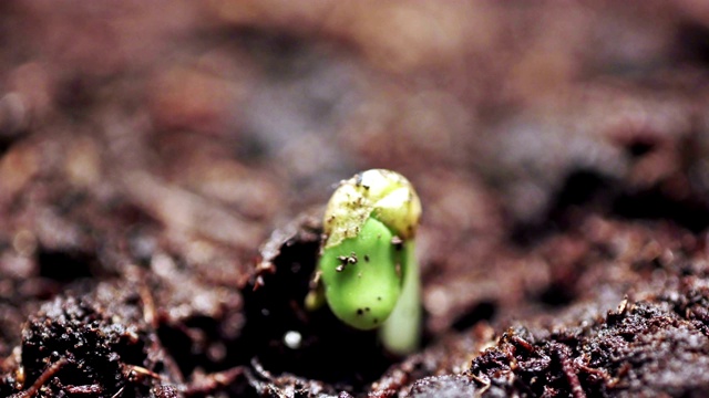 生长植物在春季延时，小绿芽萌发新生芥菜植物在温室农业中，进化概念视频下载