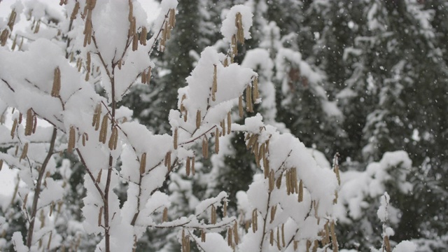 在拉克鲁萨的森林里，雪花落在树枝上视频下载