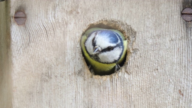 蓝山雀(蓝翠鸟)巢洞视频素材
