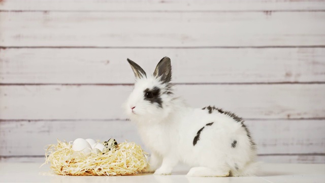 可爱的小白兔坐在稻草窝附近的蛋，在木制的背景视频素材