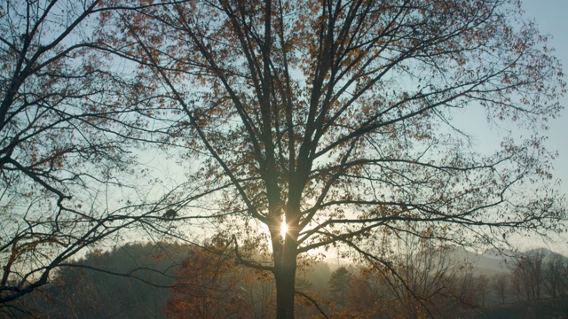 阳光穿过树叶和树枝视频素材