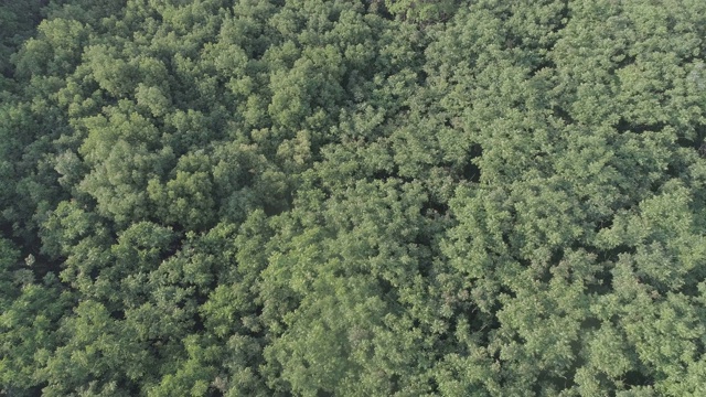 森林航空摄影视频素材