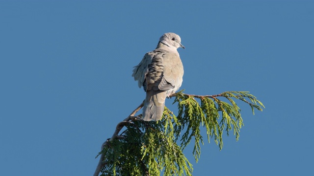 一只欧亚有领鸽子坐在一棵树顶上视频下载