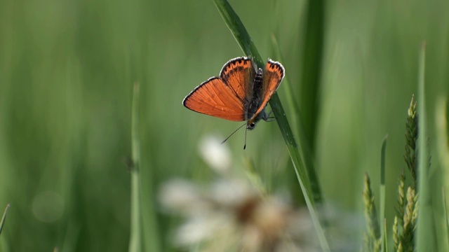 露珠覆盖的草地上五颜六色的蝴蝶。视频下载