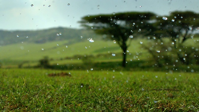 塞伦盖蒂平原上下着雨视频下载