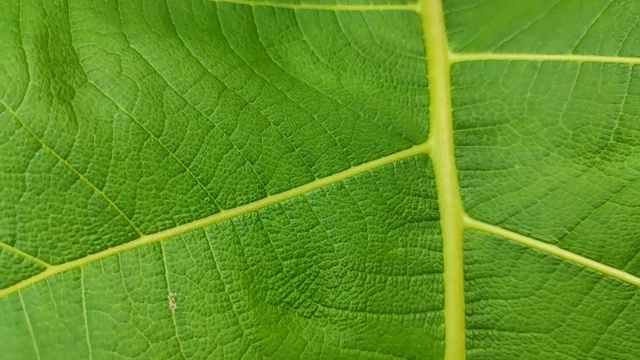 近距离微距聚焦在一片绿色柚木叶子上。视频下载